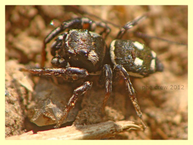 Salticidae - Rocca Cencia - 4.3.2012 (3).JPG