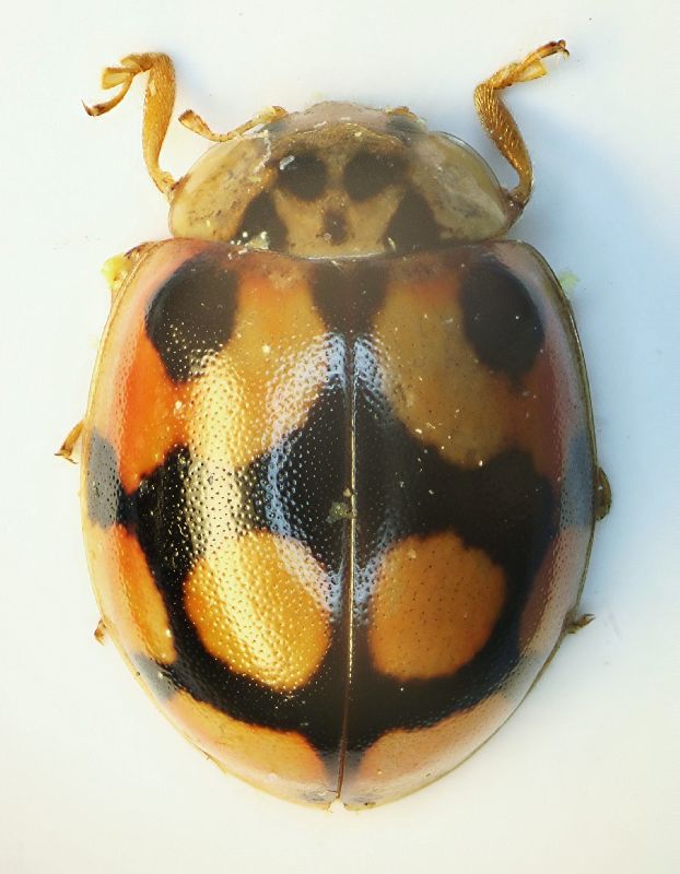 Coccinellide 01.jpg