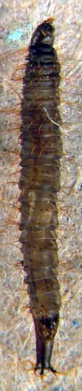 larva dittero v.JPG