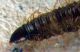 larva dittero capo.JPG