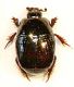Hypocaccus dimidiatus.jpg
