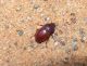Merzouga_Scelosodis.jpg