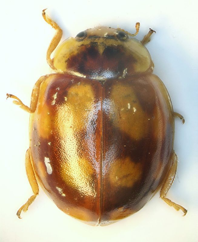 Coccinellide 02.jpg