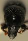 eremotes_head3.jpg