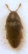 Trixagus sp.JPG