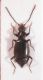 Carabidae 23_V_12 F_Inferno1.JPG