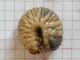 Protaetia_speciosissima_larva_in_maturazione.jpg