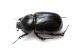 P. variolopunctatus 01.jpg