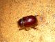Coptognathus crassipes.jpg
