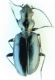 Ocydromus11.jpg