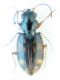 bembidion12.jpg
