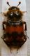 Necrophorus vestigator..JPG