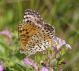 IMGP3729_Q_M_didyma_sm.JPG