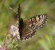 IMGP3723_Q_M_didyma.JPG