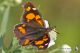 IMG_9617_Libythea_celtis.jpg