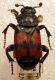 Necrophorus vespillo..JPG