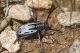 IMG_9861_Dorcadion_kaimakcalanum.jpg