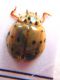 Coccinellidae.JPG