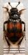 Necrophorus investigator 12 mm.JPG