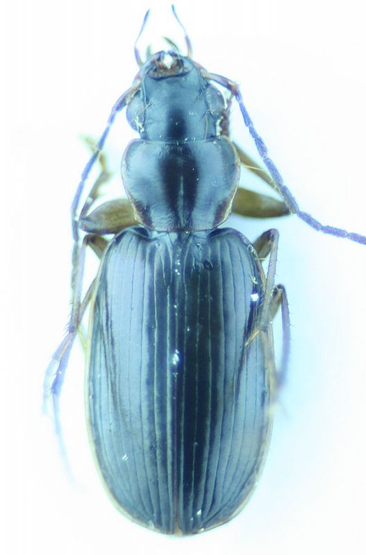 Carabidae15.jpg