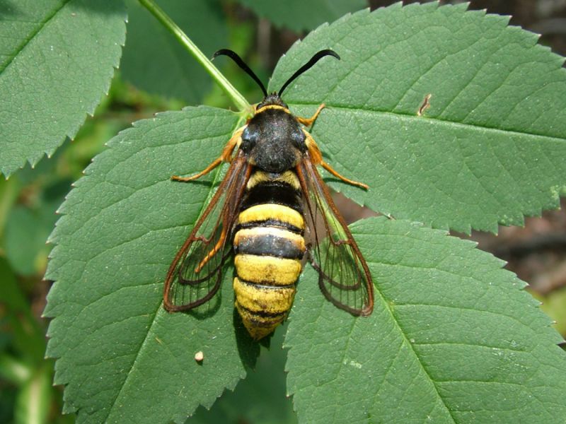 sesia apiformis.jpg