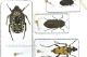 Anthaxia quadripunctata FG_Coleo Ocolis.jpg