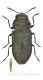 Anthaxia quadripunctata Ocolis4_m.jpg