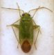 Tuponia (Chlorotuponia) brevirostris Reuter, 1883.JPG