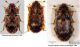 Soronia grisea Linné, 1758.jpg