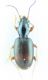 bembidion14.jpg