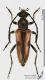 Vadonia_unipunctata_s.jpg