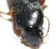 carabide 011a.jpg