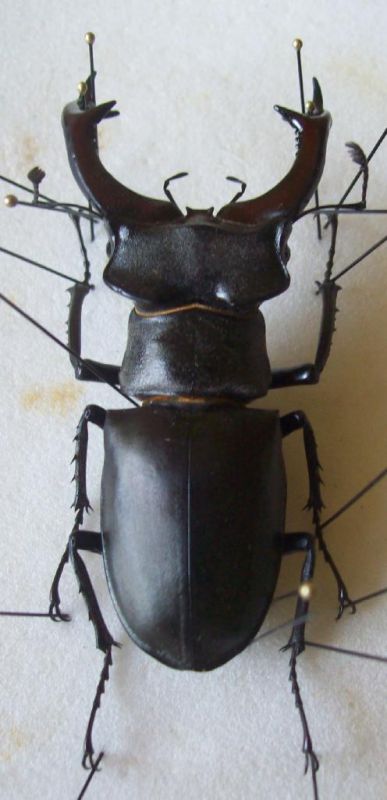 Lucanus cervus.JPG