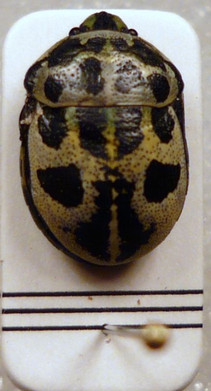 Deroplax silphoides (Thunberg, 1783).JPG