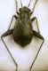 Orthocephalus saltator (Hahn, 1835) Miridae Orthotylinae.JPG