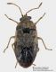 Hyalochilus_ovatulus_FEI_clido_1000px.jpg