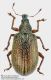 Cf_Polydrusus_FEI_clido.jpg