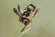 Leucospis_1024.jpg