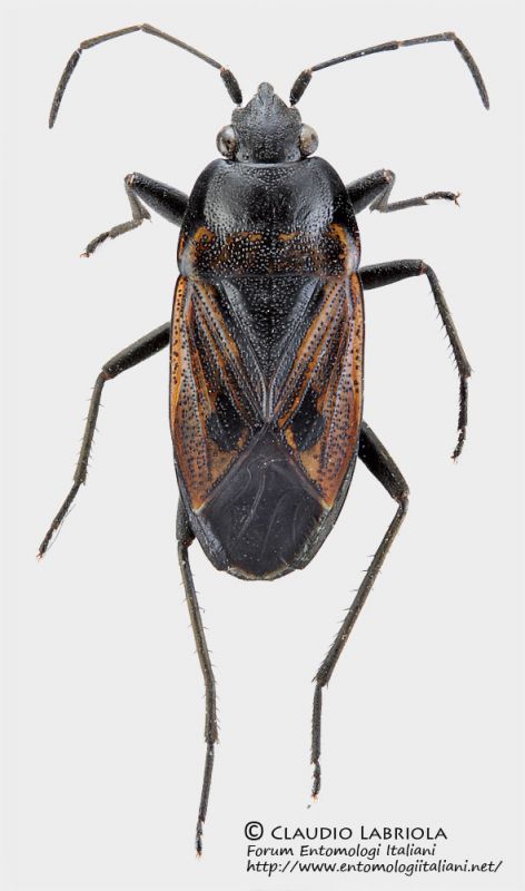 Rhyparochromus_cf_phoeniceus_FEI_clido.jpg