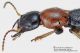 Paederus_cf_littoralis_littoralis_protorace_lato_FEI_clido_1200px.jpg