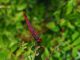 TrithemisAnnulata3635.jpg