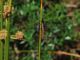 Orthetrumtrinacria3640TrithemisAnnulata.jpg