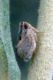 Hysteropterum sp. 1.jpg
