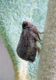 Hysteropterum sp. 2.jpg