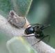 Hysteropterum sp. 3.jpg