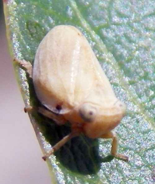 Hysteropterum sp. 4b.jpg