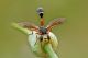 Physocephala1_1024.jpg
