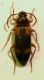 Mycetochara01.JPG
