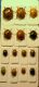 Coccinelle.JPG