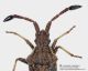 Coriomeris_sp_alto_FEI_clido.jpg